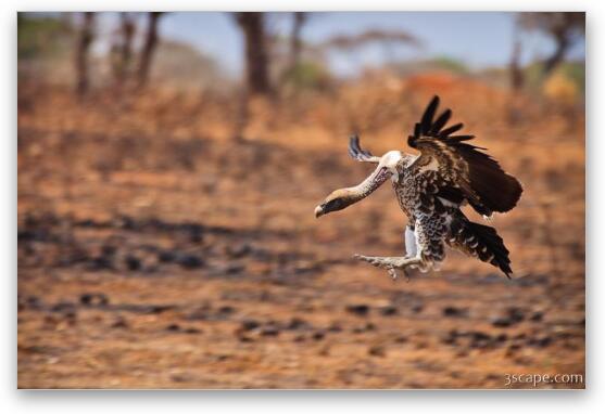 Vulture coming in for a landing Fine Art Metal Print