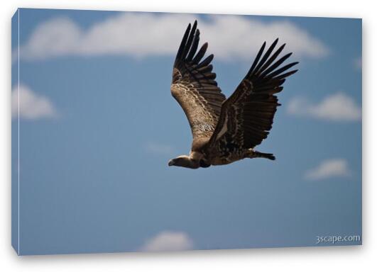 Flying vulture Fine Art Canvas Print