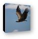 Flying vulture Canvas Print