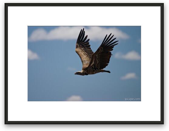 Flying vulture Framed Fine Art Print