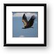Flying vulture Framed Print