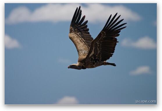 Flying vulture Fine Art Metal Print