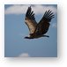 Flying vulture Metal Print
