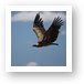 Flying vulture Art Print