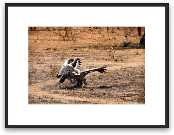 Vultures fighting Framed Fine Art Print