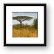 Flat-topped Acacia Framed Print