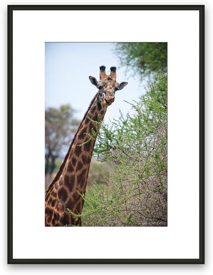 Masai Giraffe Framed Fine Art Print