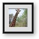 Buy Framed Print