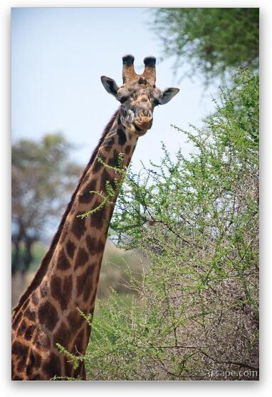 Masai Giraffe Fine Art Print