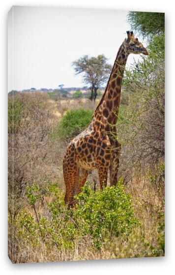 Masai Giraffe Fine Art Canvas Print