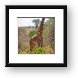 Masai Giraffe Framed Print