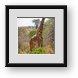 Buy Framed Print