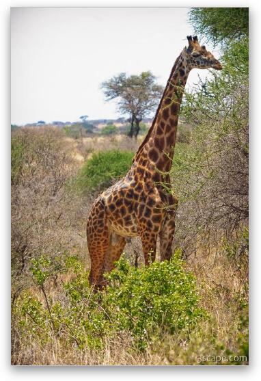 Masai Giraffe Fine Art Metal Print