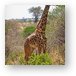Masai Giraffe Metal Print