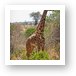 Masai Giraffe Art Print