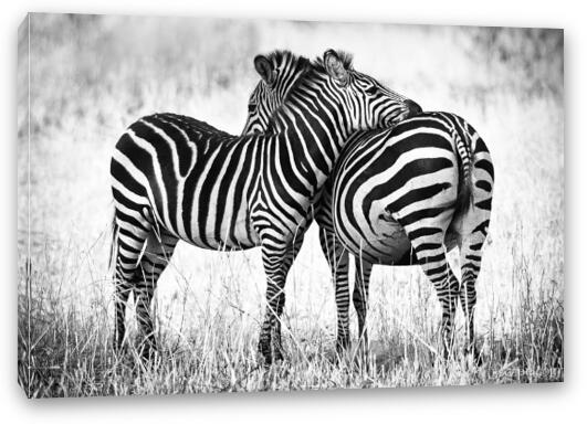 Zebra Love Fine Art Canvas Print