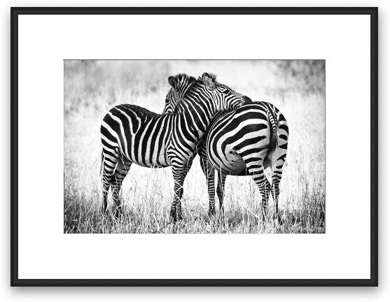 single Afm Schatting Zebra Love Framed Print by Adam Romanowicz