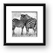 Zebra Love Framed Print