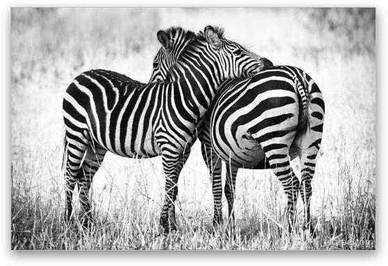 Zebra Love Fine Art Print