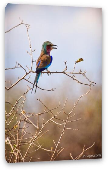 Lilac-breasted Roller Fine Art Canvas Print