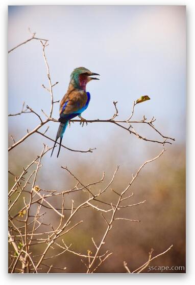 Lilac-breasted Roller Fine Art Metal Print