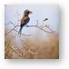 Lilac-breasted Roller Metal Print