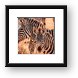 Zebras Framed Print