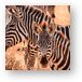 Zebras Metal Print