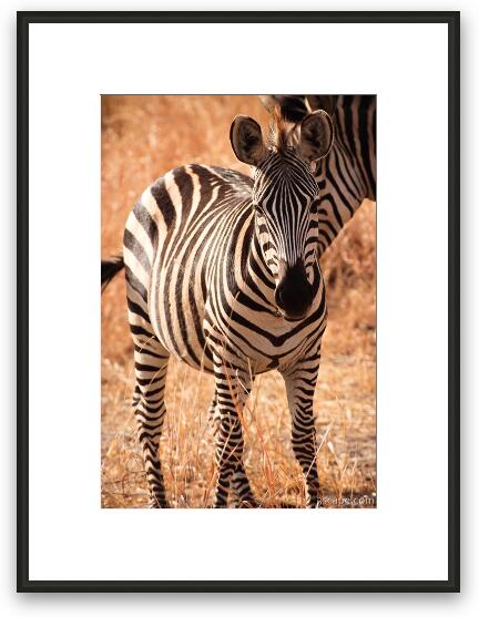 Young Zebra Colt Framed Fine Art Print