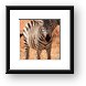 Young Zebra Colt Framed Print