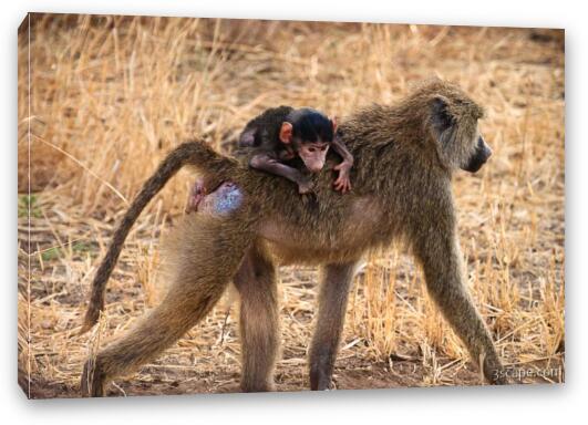 Baby baboon riding piggyback with mom Fine Art Canvas Print