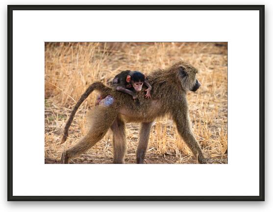 Baby baboon riding piggyback with mom Framed Fine Art Print