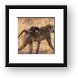 Baby baboon riding piggyback with mom Framed Print