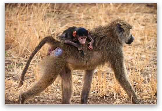 Baby baboon riding piggyback with mom Fine Art Print