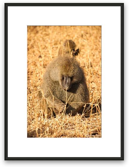 Adult baboon Framed Fine Art Print