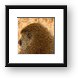 Back of baboon's head Framed Print