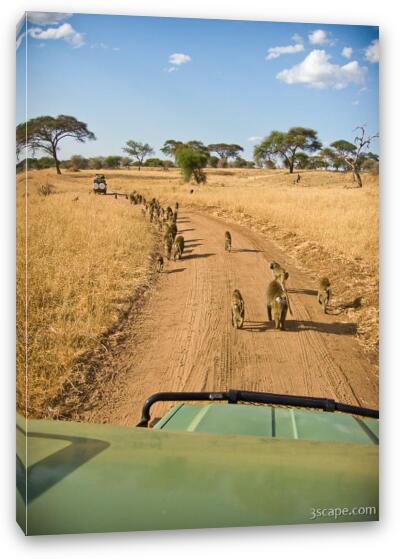 It's a parade of baboons Fine Art Canvas Print