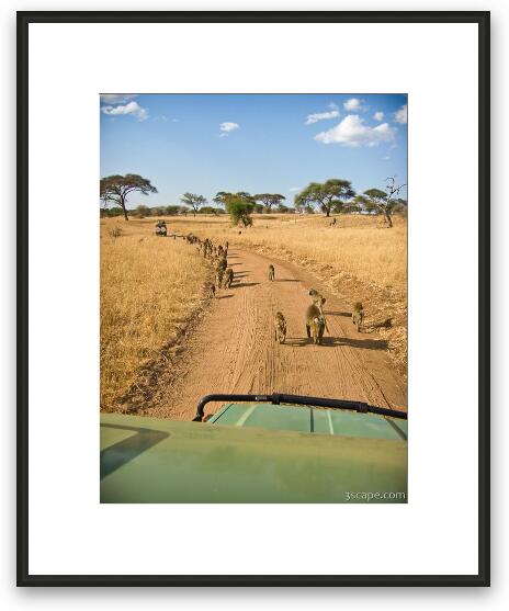 It's a parade of baboons Framed Fine Art Print