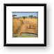 It's a parade of baboons Framed Print
