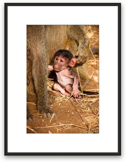 Tiny baby baboon Framed Fine Art Print