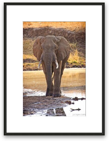 African Elephant Framed Fine Art Print