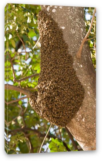 Mass of bees Fine Art Canvas Print