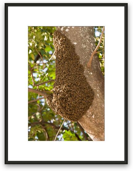 Mass of bees Framed Fine Art Print