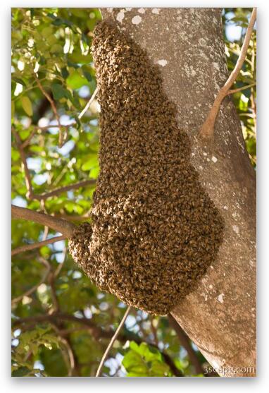 Mass of bees Fine Art Metal Print