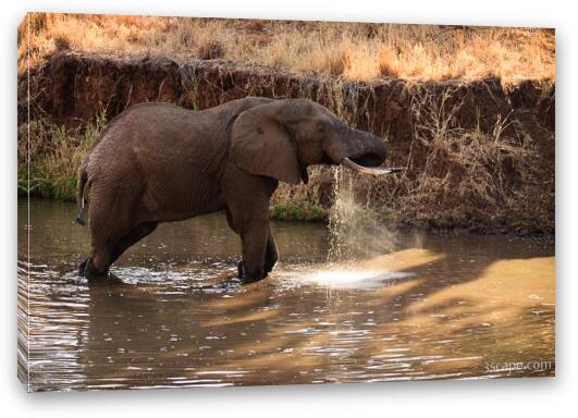 Elephant drinking water Fine Art Canvas Print