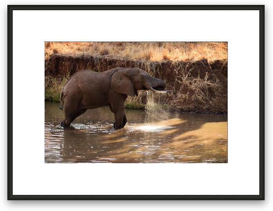 Elephant drinking water Framed Fine Art Print