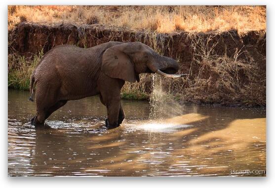 Elephant drinking water Fine Art Metal Print