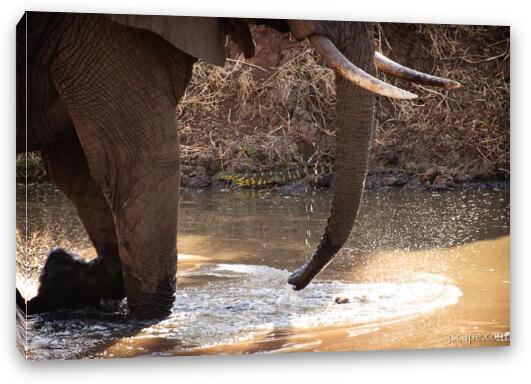 Elephant with Nile Monitor on the water bank Fine Art Canvas Print