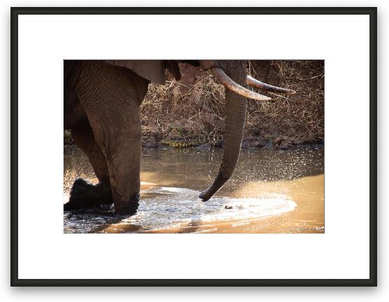 Elephant with Nile Monitor on the water bank Framed Fine Art Print