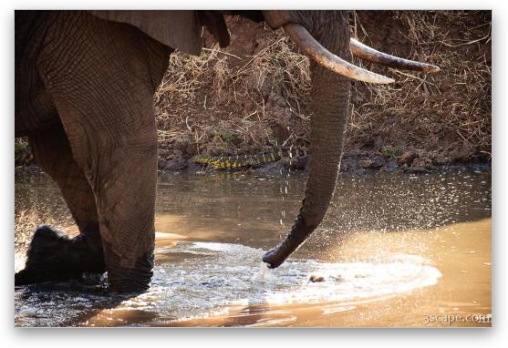 Elephant with Nile Monitor on the water bank Fine Art Metal Print